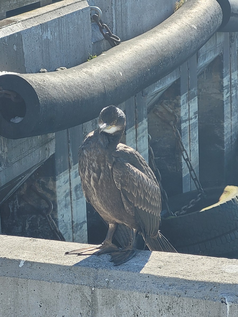 European Shag - ML506785661