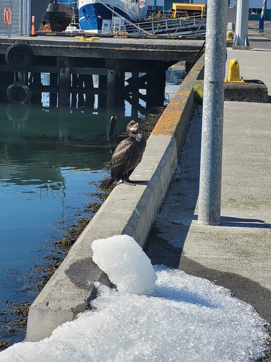 European Shag - ML506785671