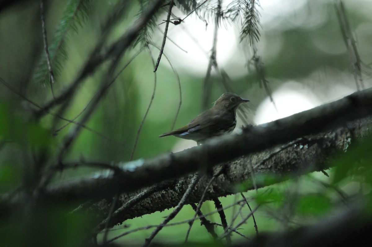 Ovenbird - ML506786251