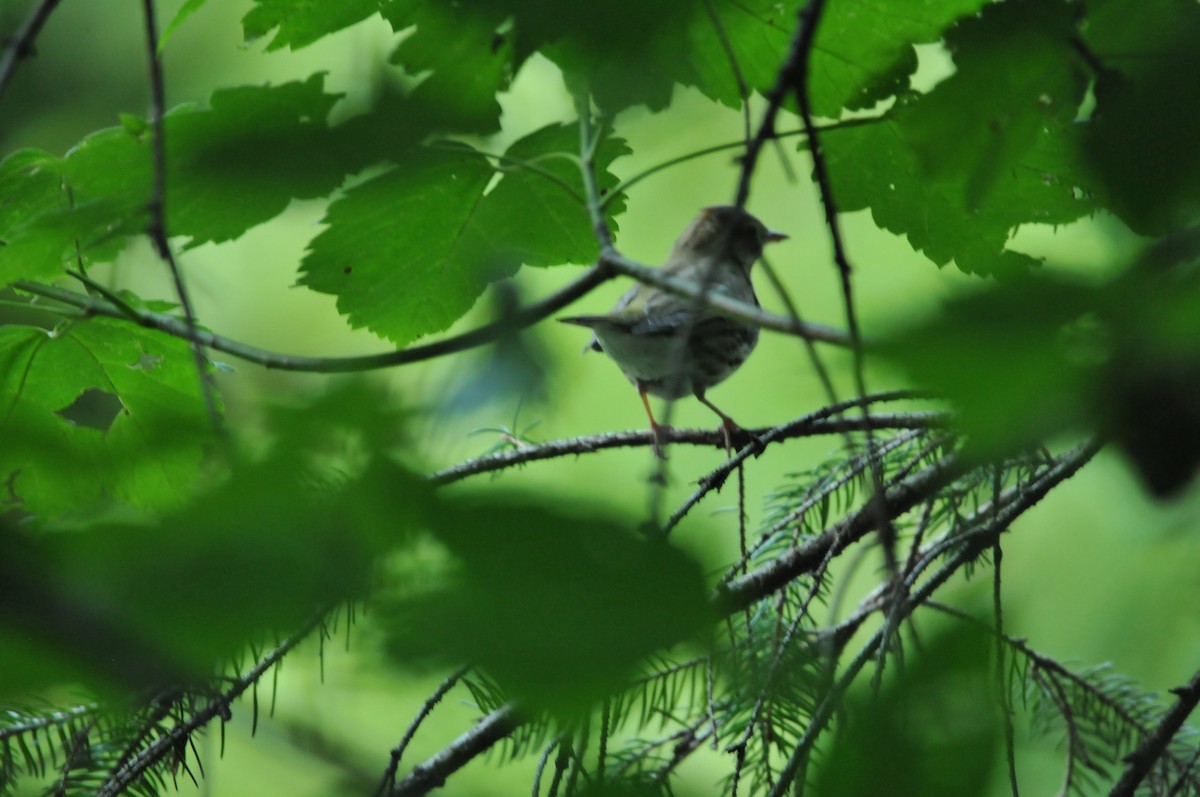 Ovenbird - ML506786271