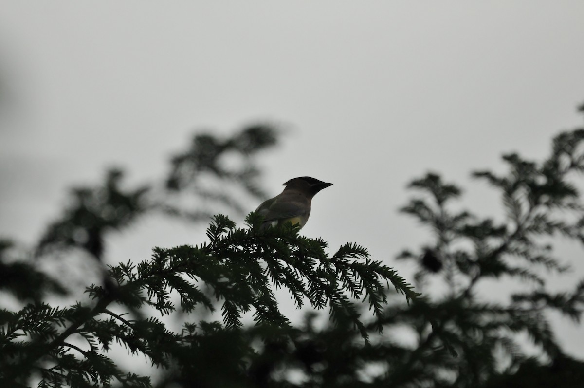 Cedar Waxwing - ML506786331