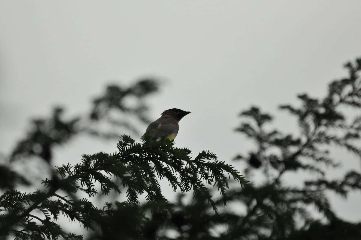 Cedar Waxwing - ML506786341