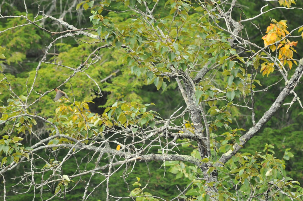 Cedar Waxwing - ML506786351