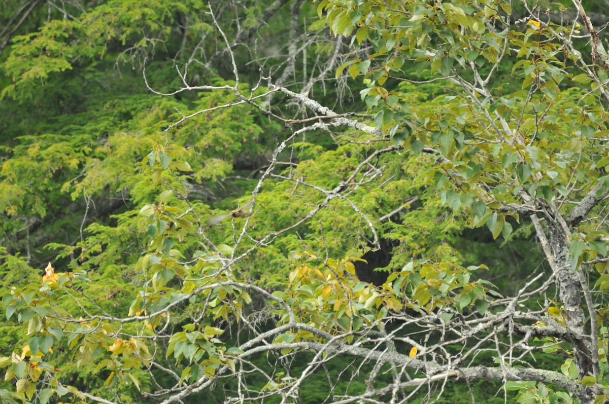 Cedar Waxwing - Jay Bishop