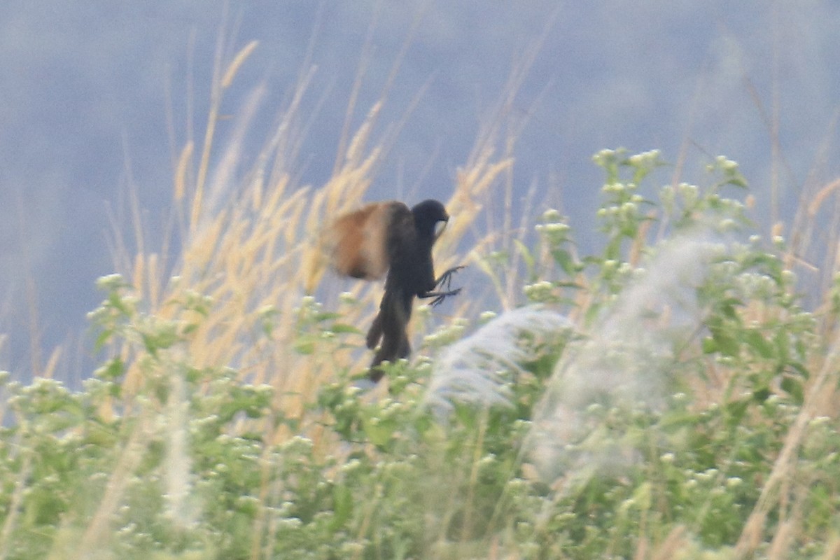 Lesser Coucal - ML506786401