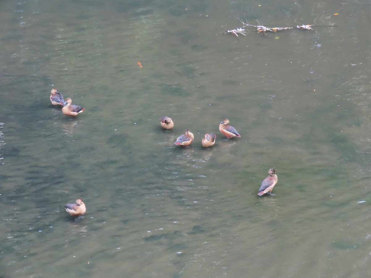 Lesser Whistling-Duck - ML506786511