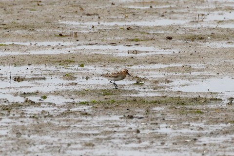 Little Stint - ML506787821