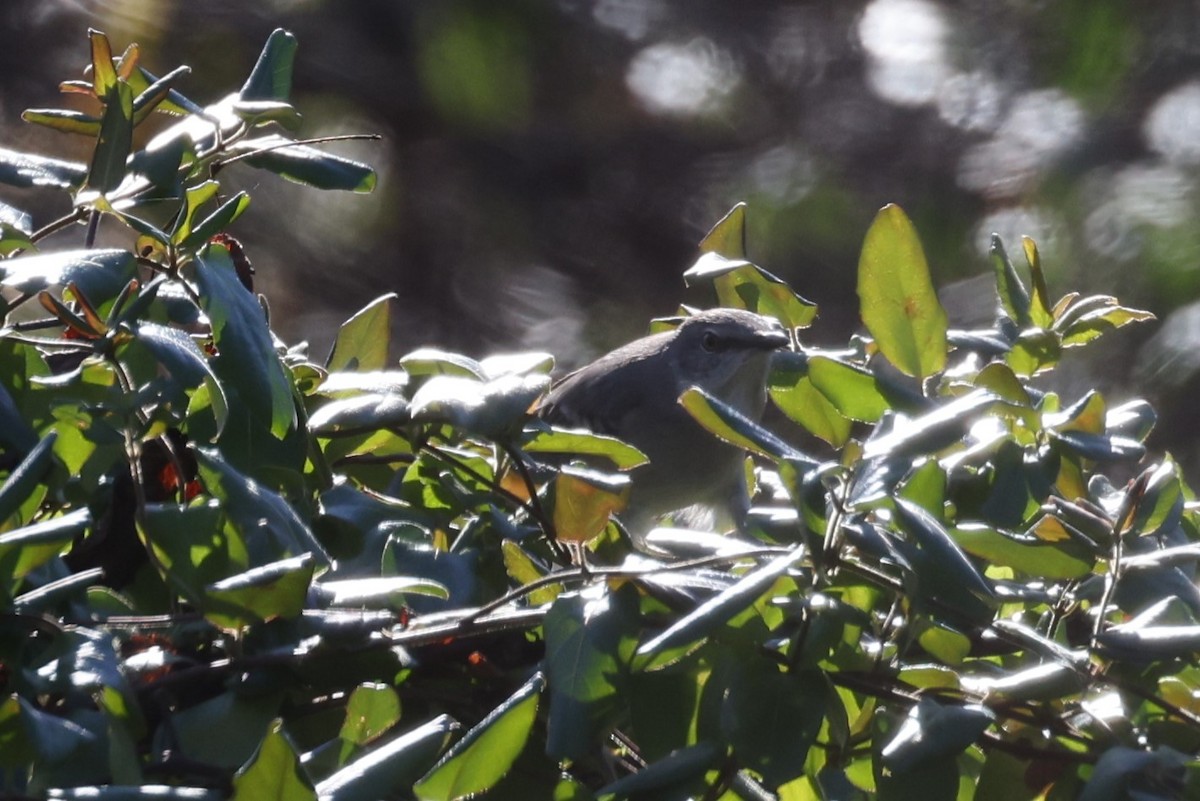 Northern Mockingbird - ML506789941