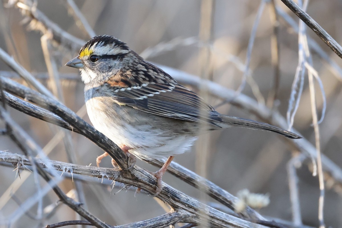 White-throated Sparrow - ML506790211