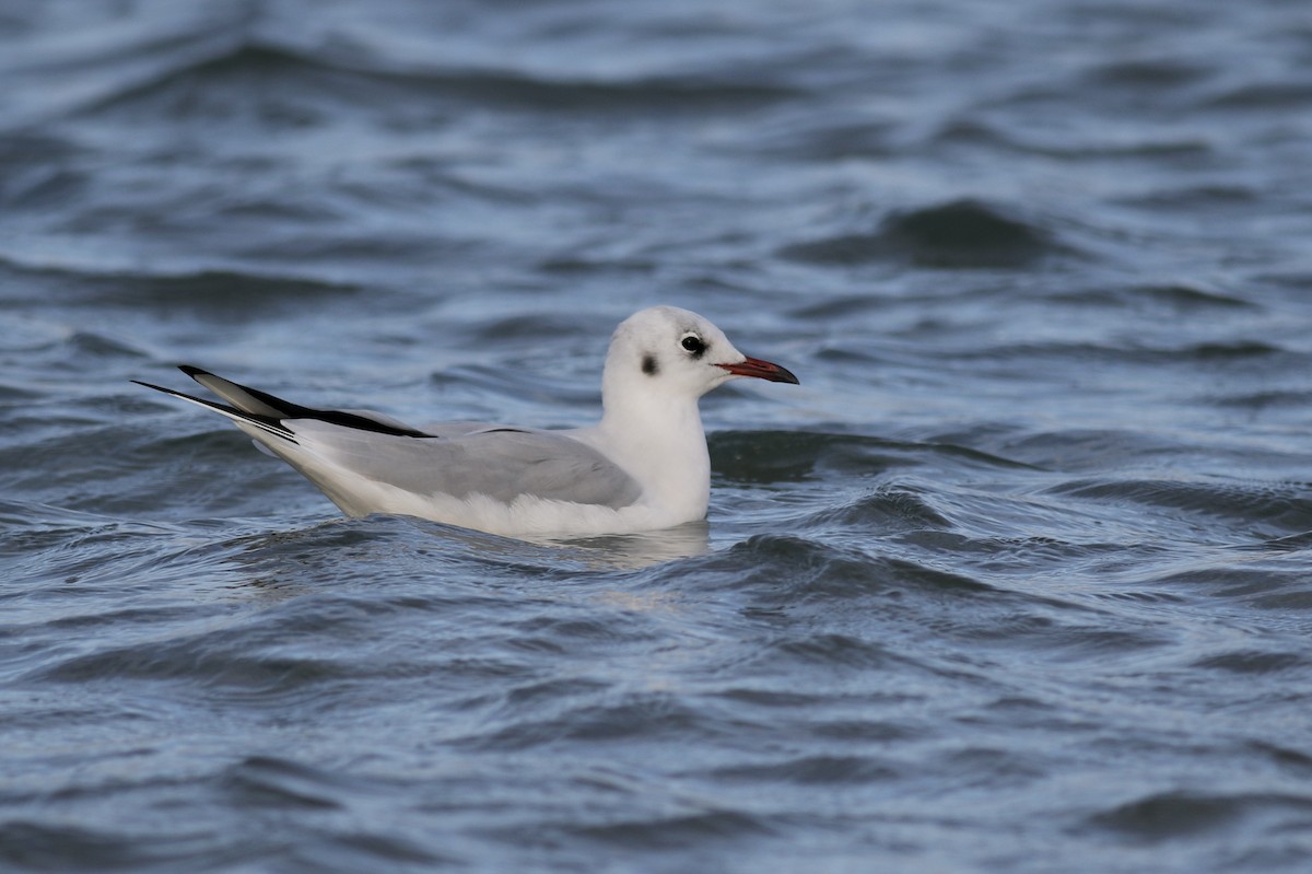 Mouette rieuse - ML506791081