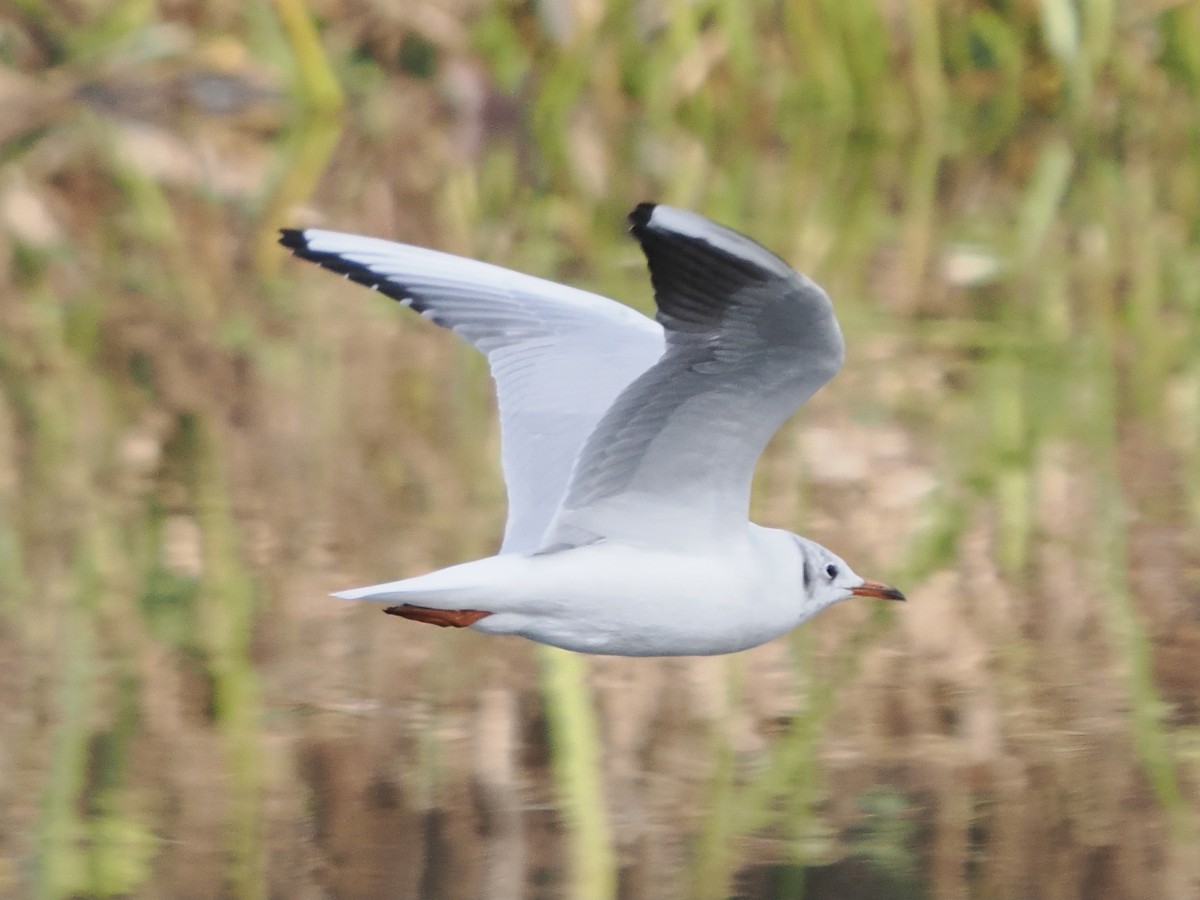 Mouette rieuse - ML506791431