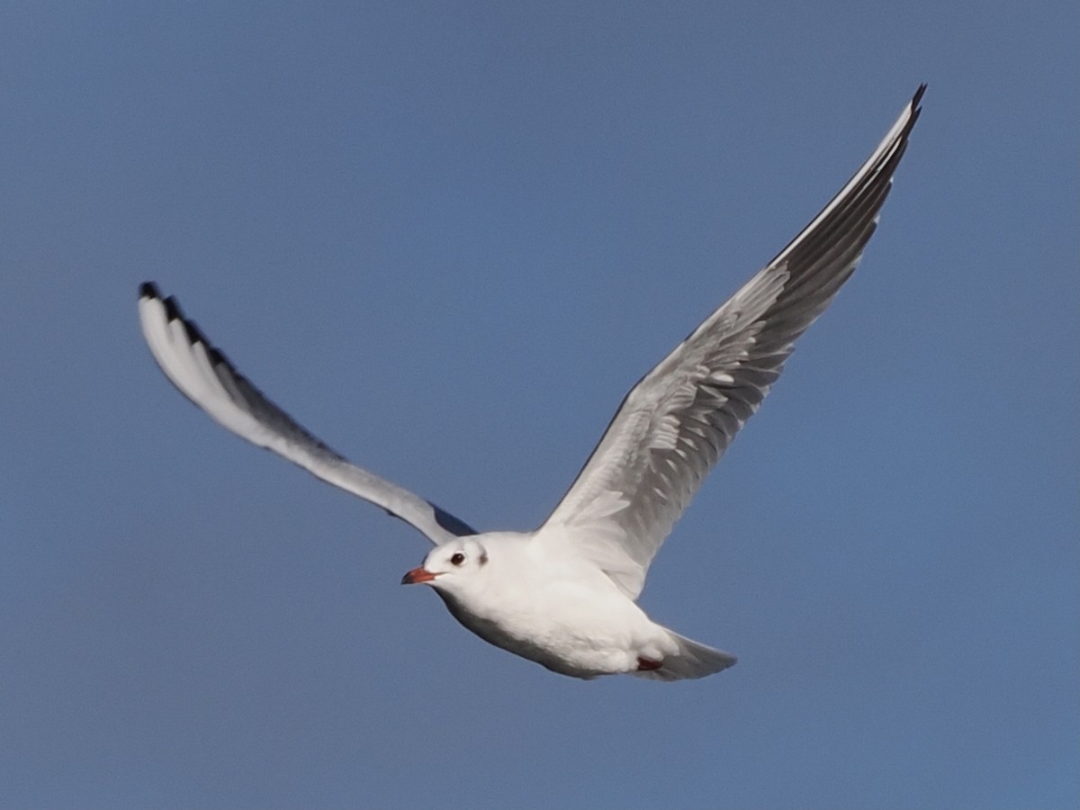 Mouette rieuse - ML506791471