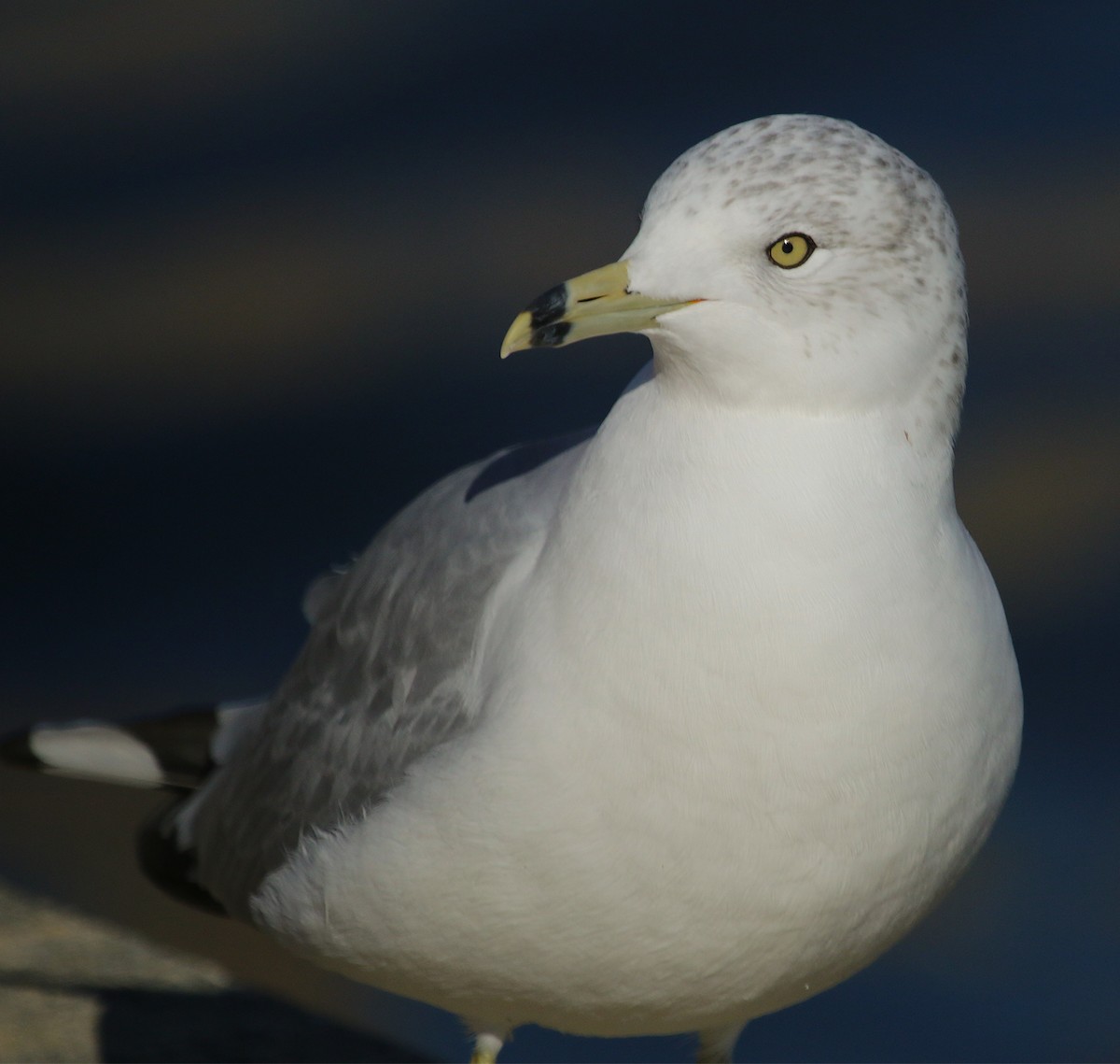 Ring-billed Gull - ML506793571