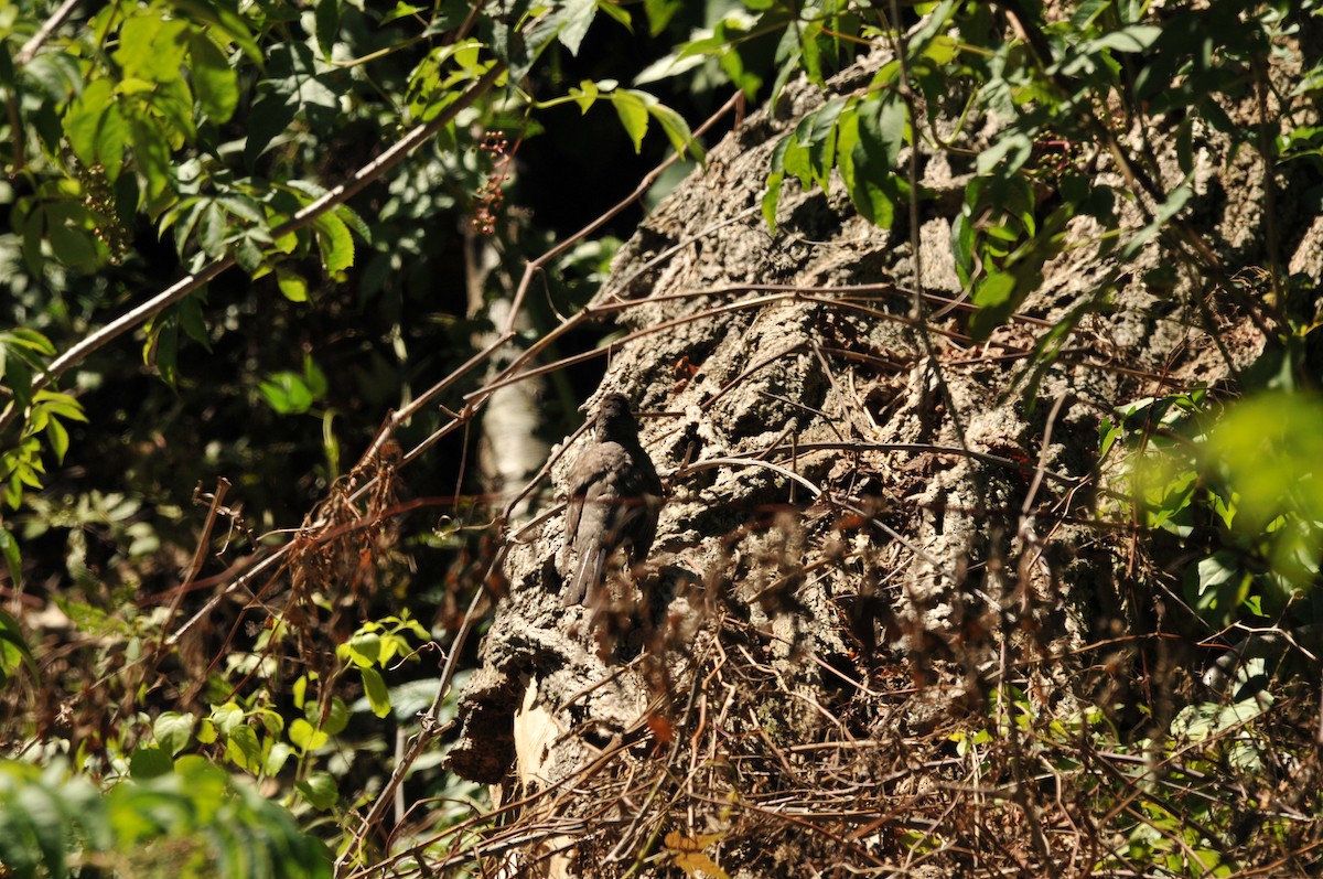 American Robin - ML506793591