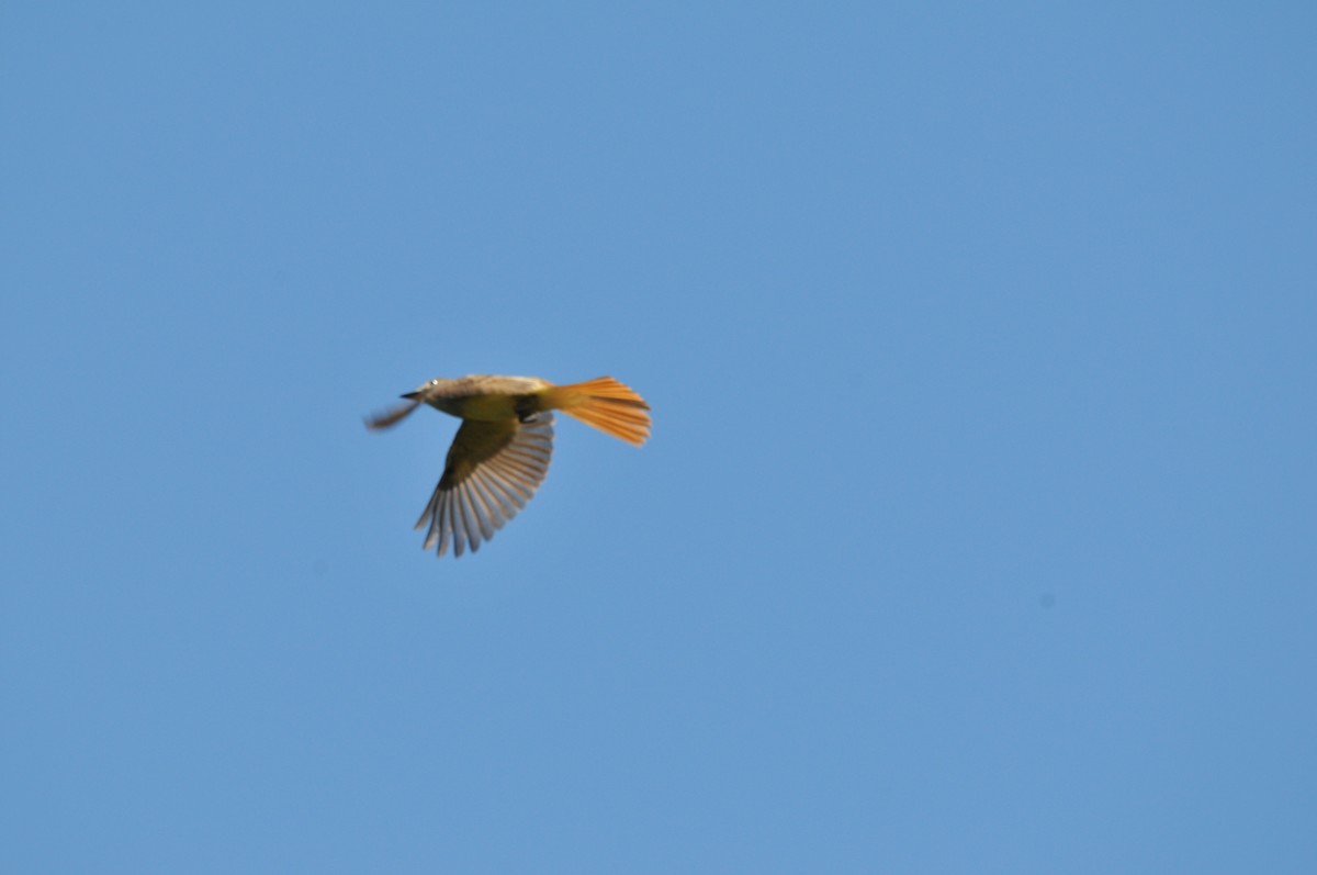 Great Crested Flycatcher - ML506793741