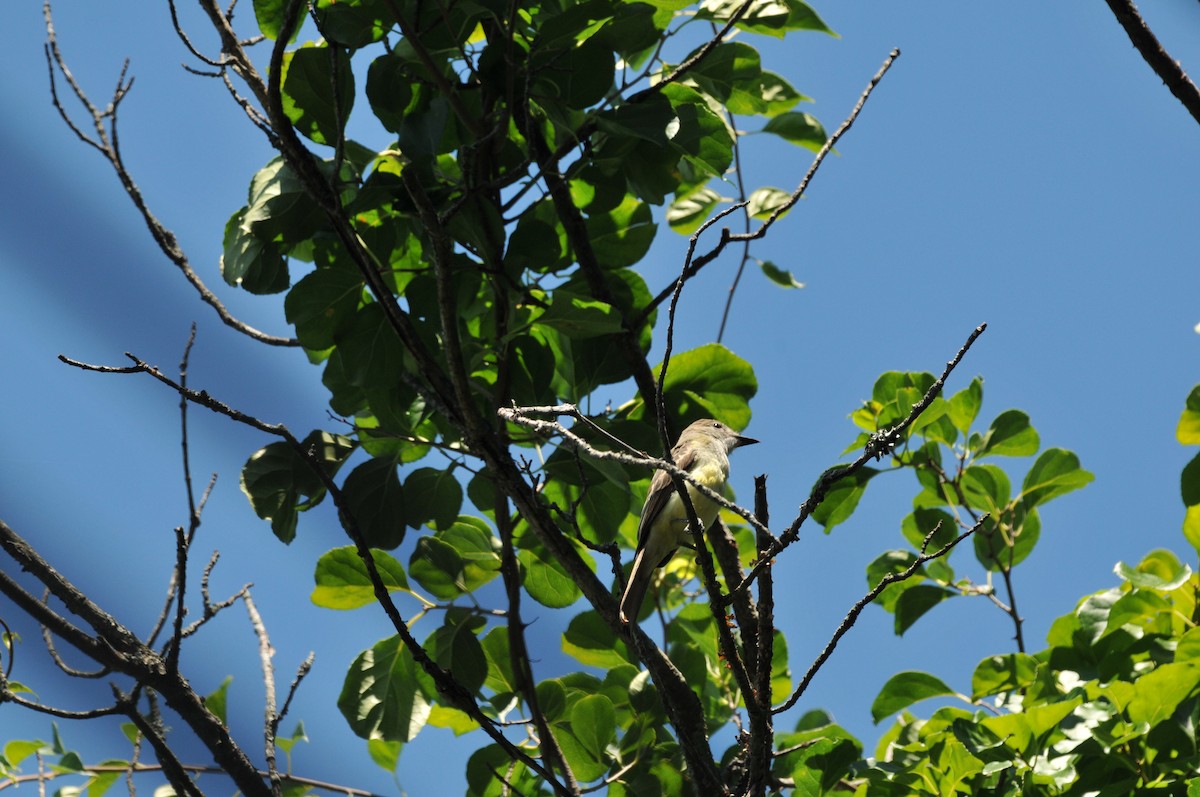 Great Crested Flycatcher - ML506793771