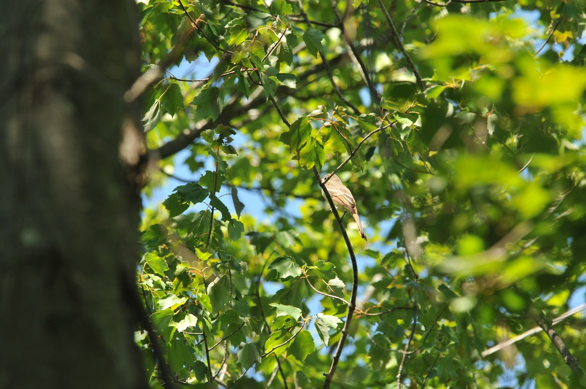 Great Crested Flycatcher - ML506793801