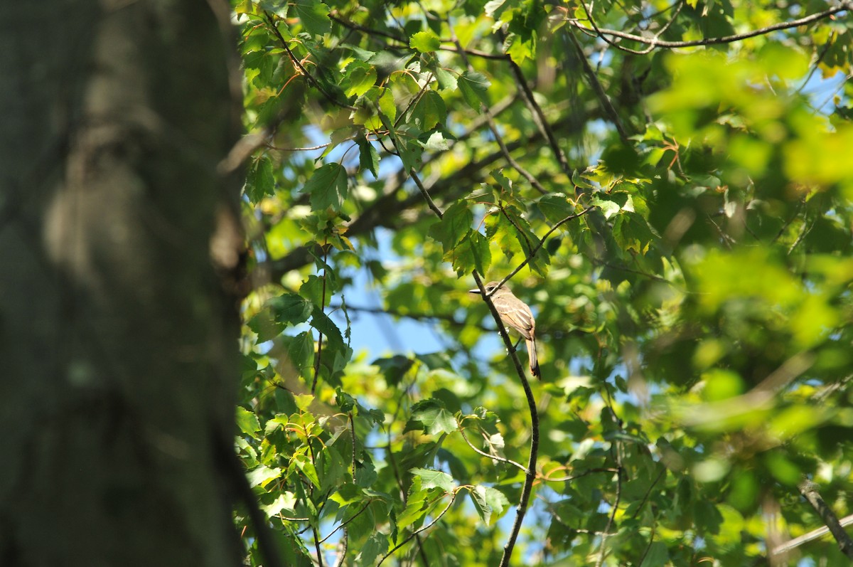 Great Crested Flycatcher - ML506793811