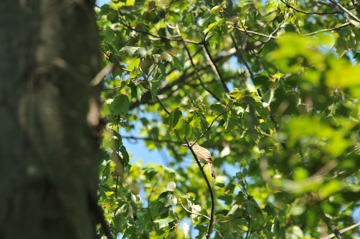 Great Crested Flycatcher - ML506793821