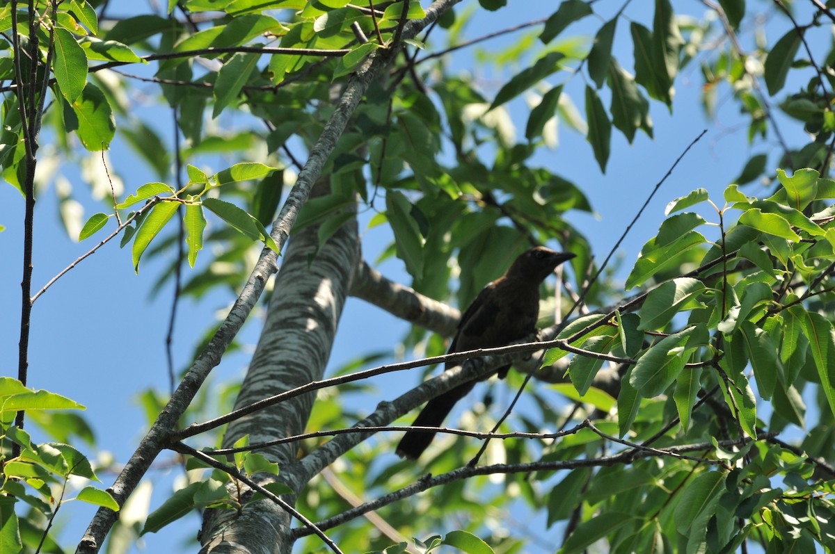 Common Grackle - ML506794021