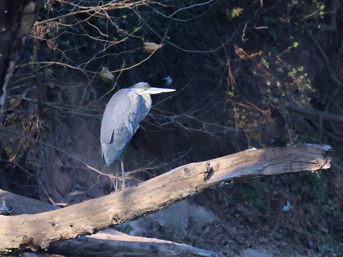 Great Blue Heron - ML506794861