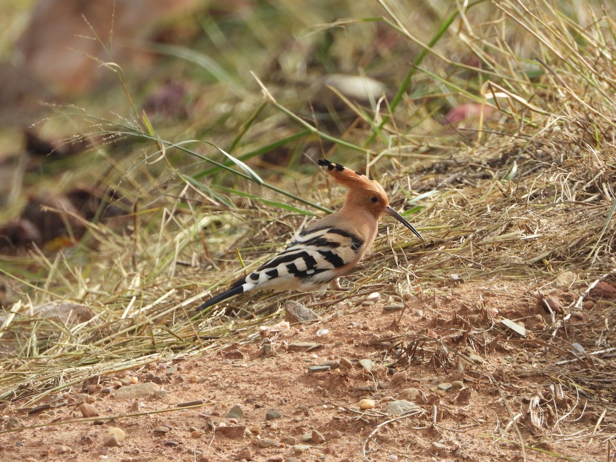 Eurasian Hoopoe - ML506795941