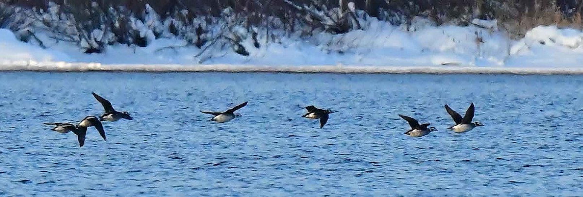 Long-tailed Duck - ML506796891