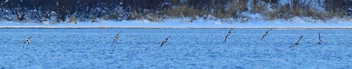 Long-tailed Duck - ML506797071