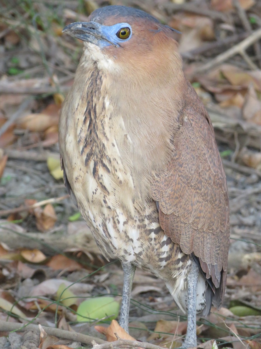 Malayan Night Heron - ML50679721