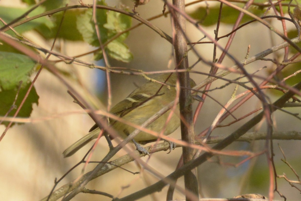 eikevireo - ML506797971