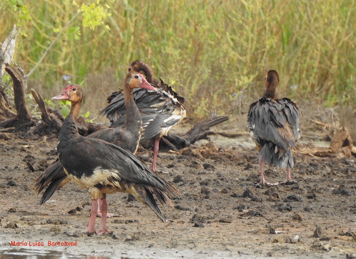 Spur-winged Goose - ML506798371