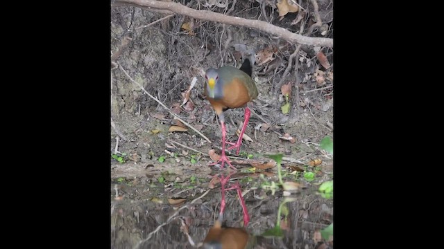 コンゴウモリクイナ - ML506800671