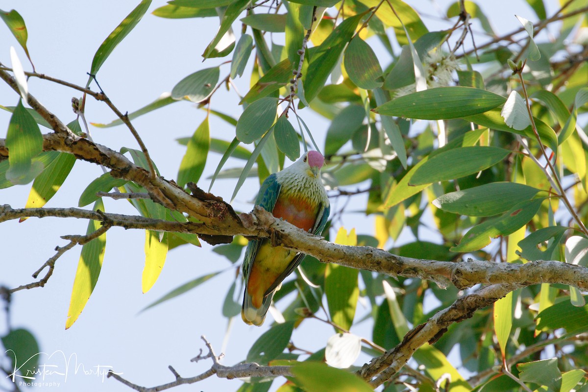 Rose-crowned Fruit-Dove - ML506801551
