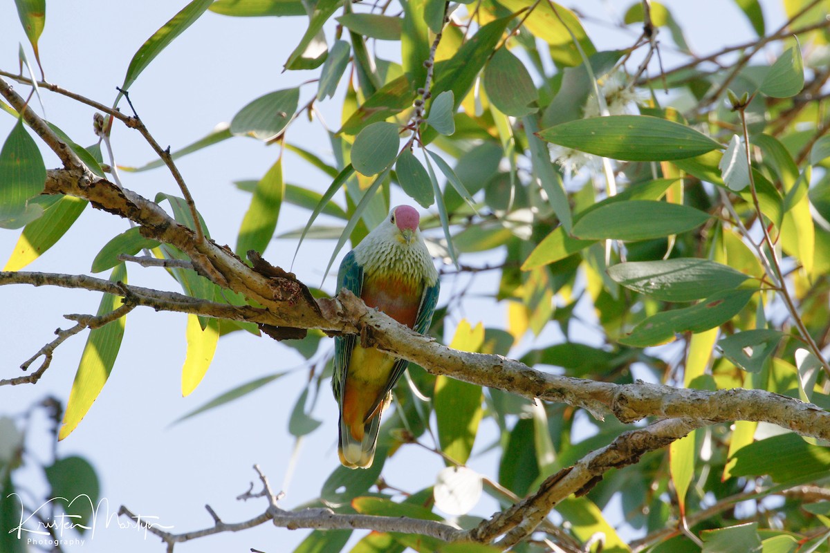Rose-crowned Fruit-Dove - ML506801561
