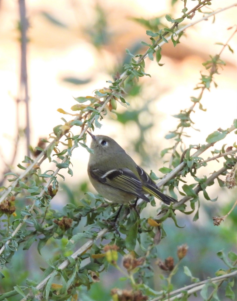 Ruby-crowned Kinglet - Drew Hatcher