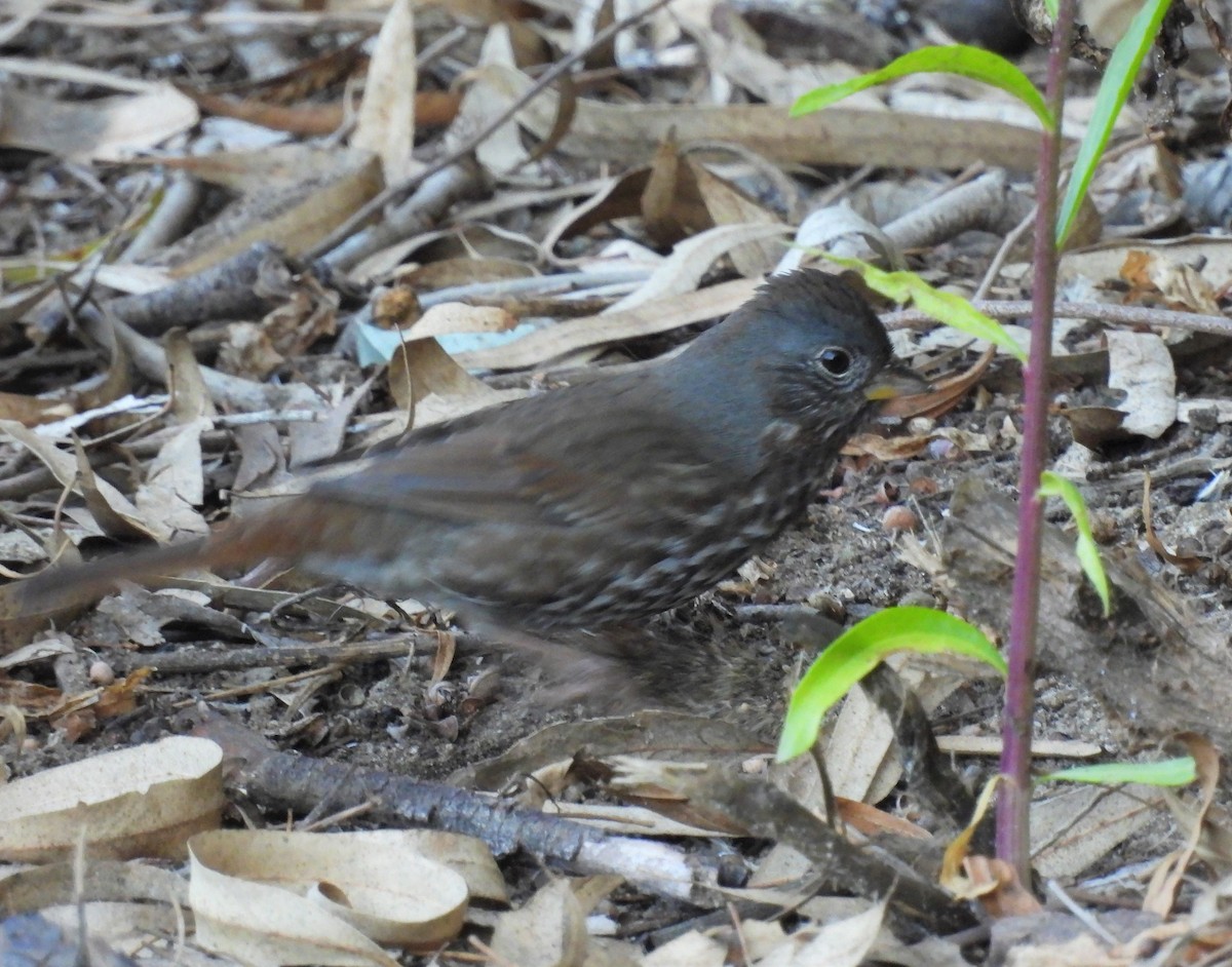 Fox Sparrow (Sooty) - ML506802541