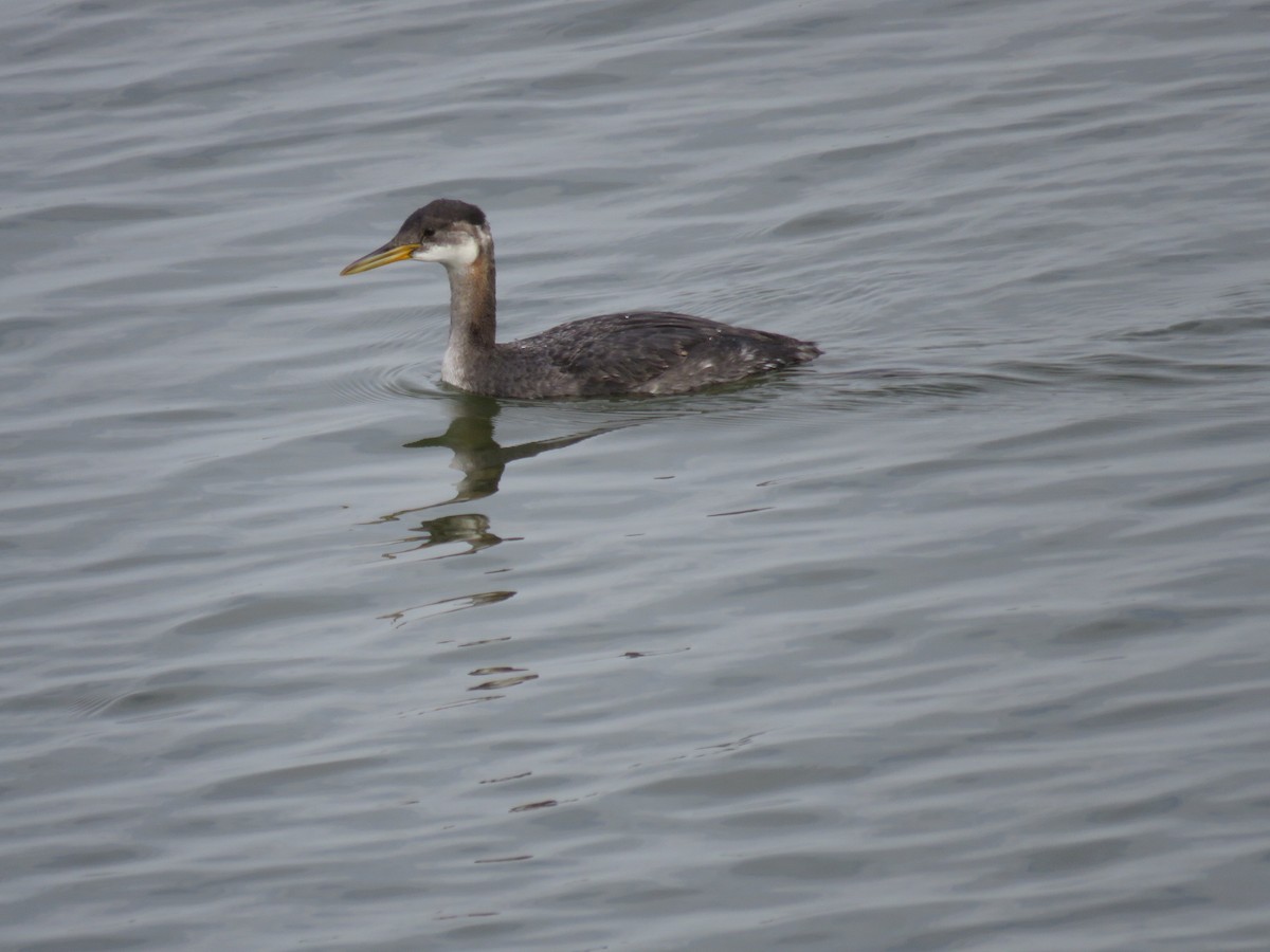 Red-necked Grebe - ML506803621