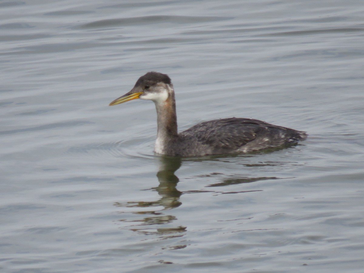 Red-necked Grebe - ML506803631