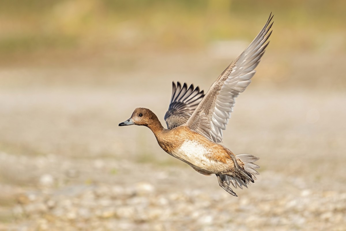 Eurasian Wigeon - ML506803641