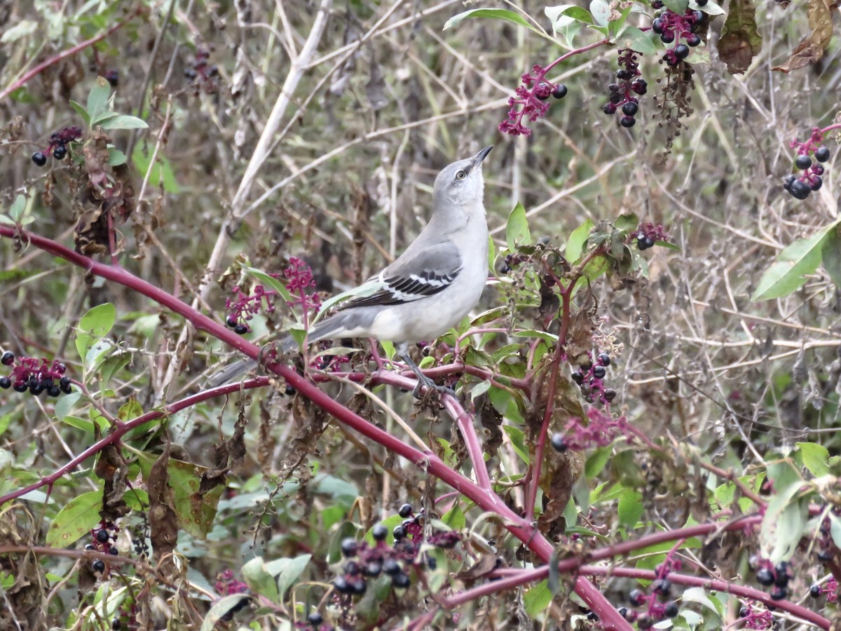 Northern Mockingbird - ML506804131