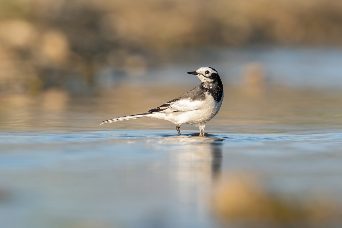 White Wagtail - ML506804361