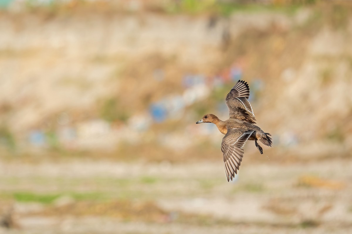 Eurasian Wigeon - ML506804841