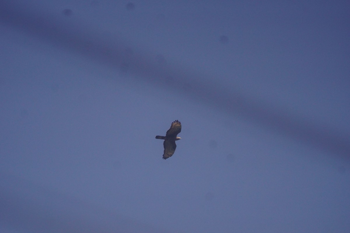 Oriental Honey-buzzard - ML50680491