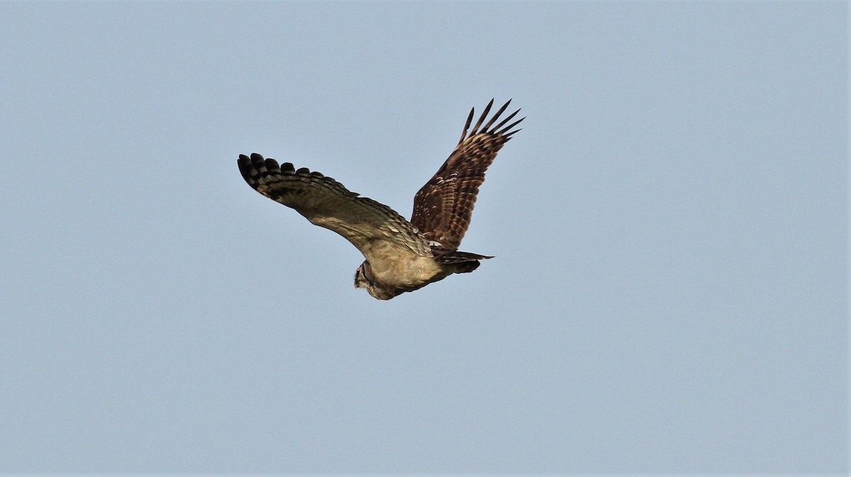 Verreaux's Eagle-Owl - ML506805251