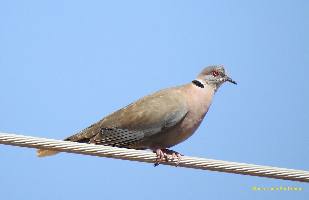 Mourning Collared-Dove - ML506805511