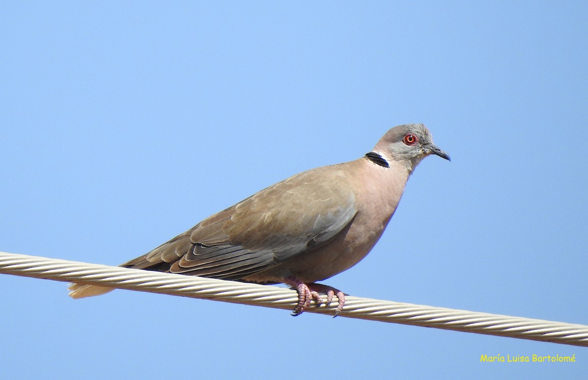 Tórtola Engañosa - ML506805511