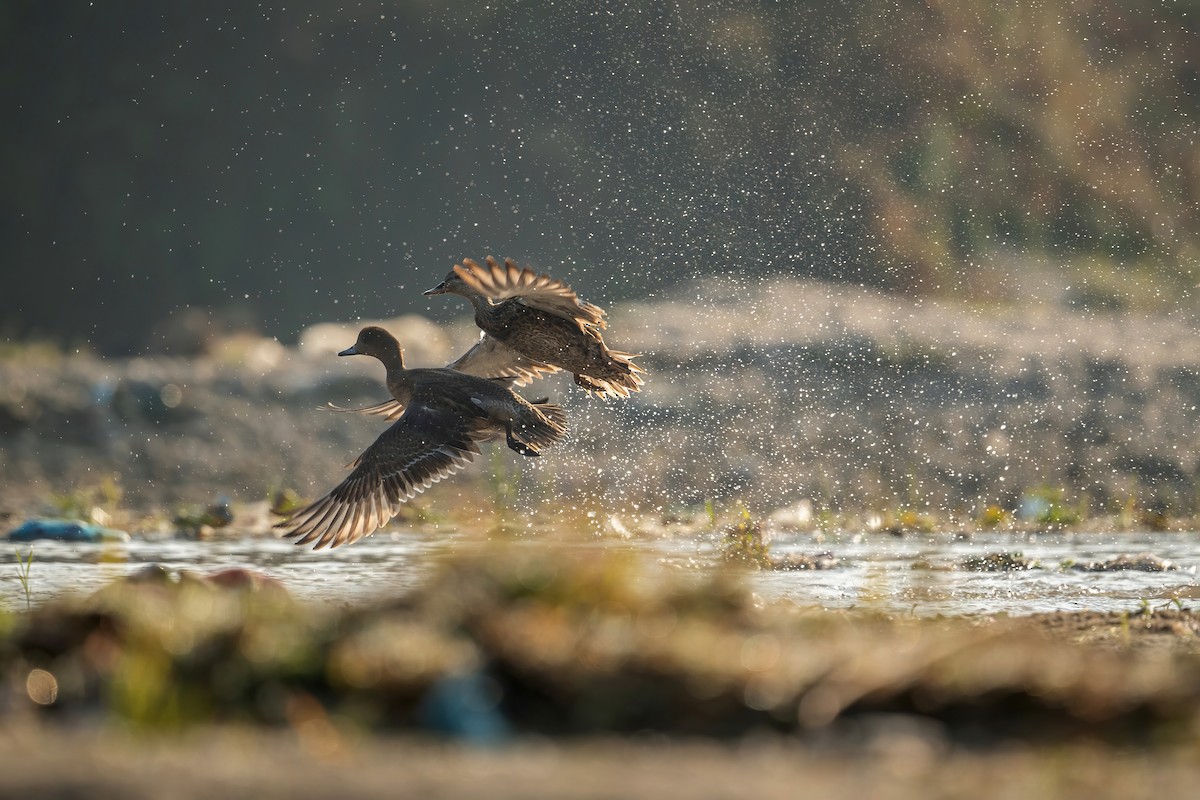 Eurasian Wigeon - ML506805741