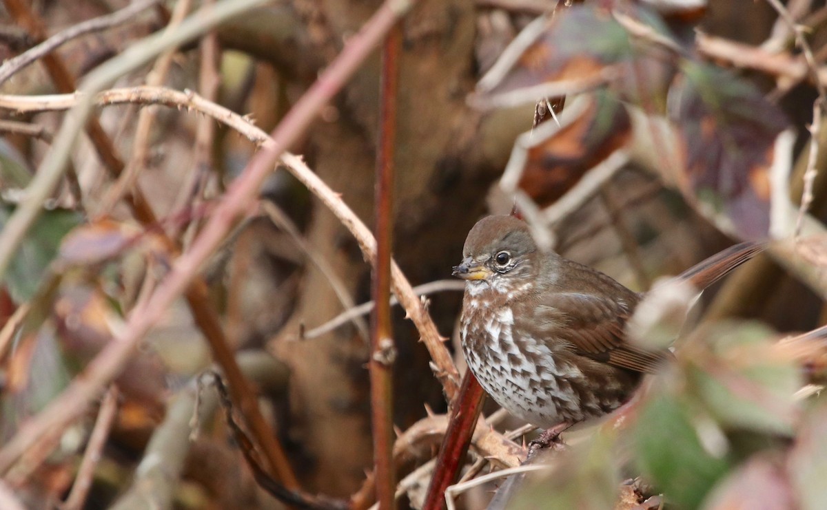 Fox Sparrow - ML50680621