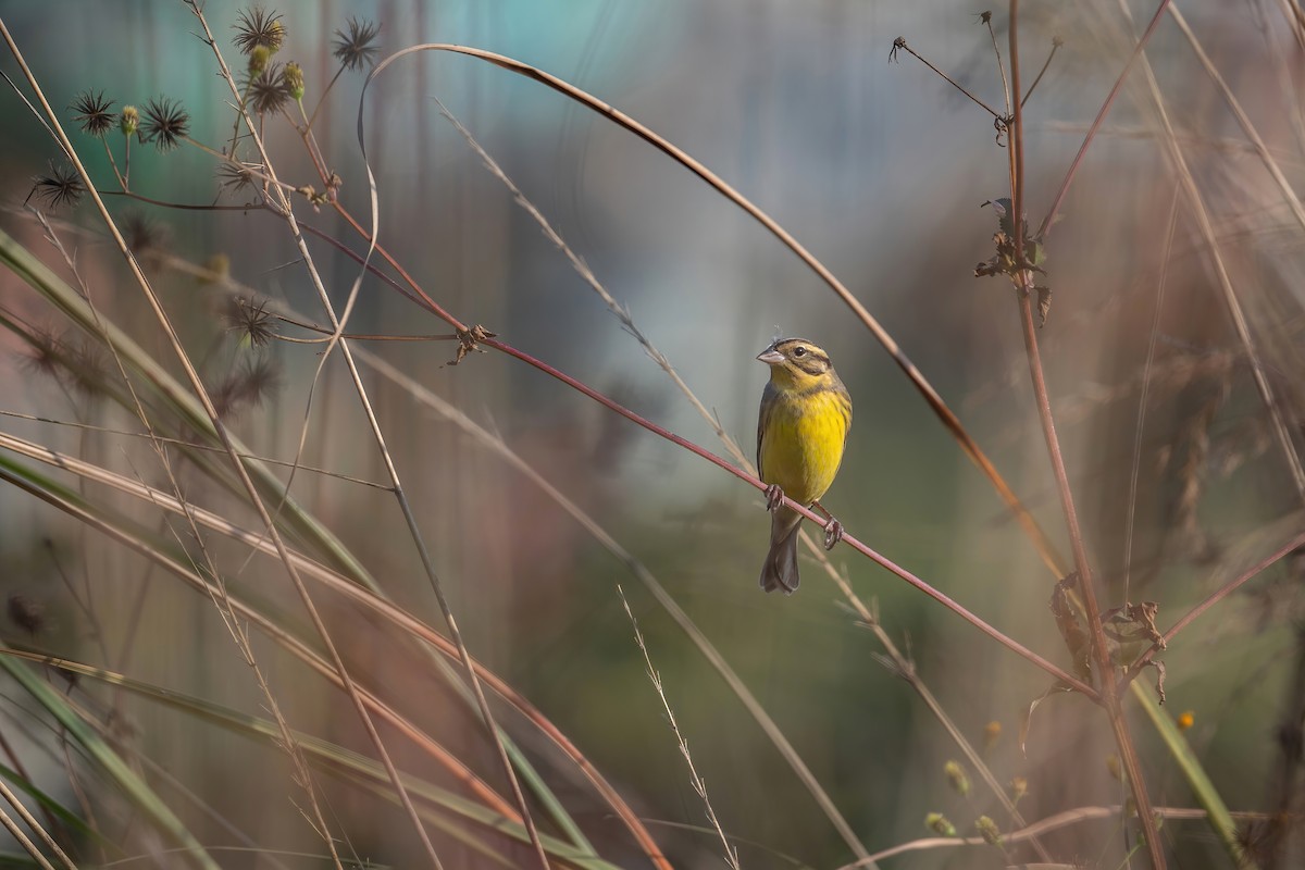 Yellow-breasted Bunting - ML506806351