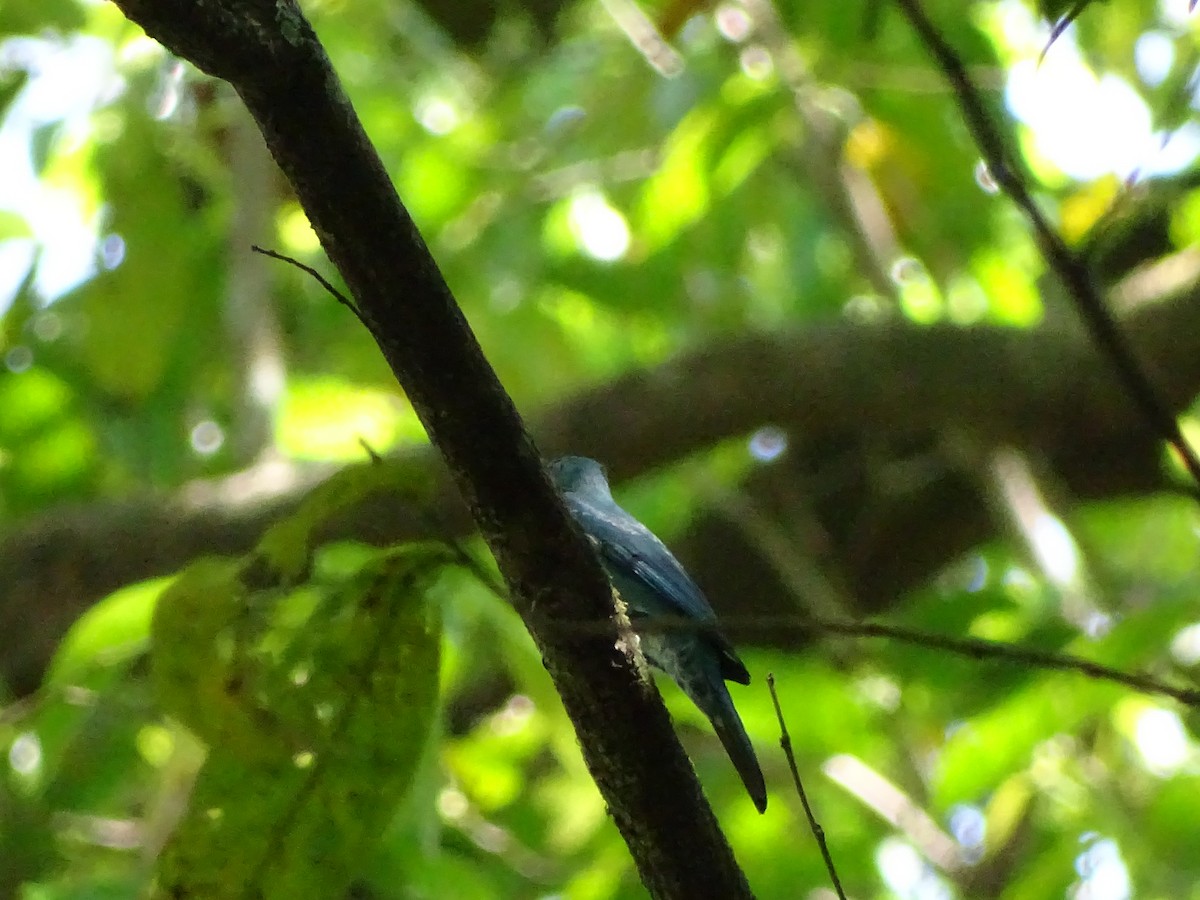 Black-naped Monarch - ML50680781